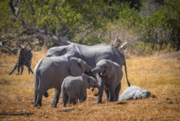 Botswana (9/52)